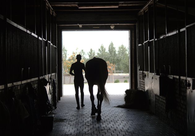 hest bliver trukket ud af i stald